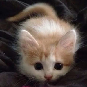 Meet your Posher, Arthur